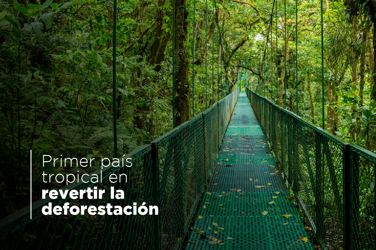 hanging bridge on the forest